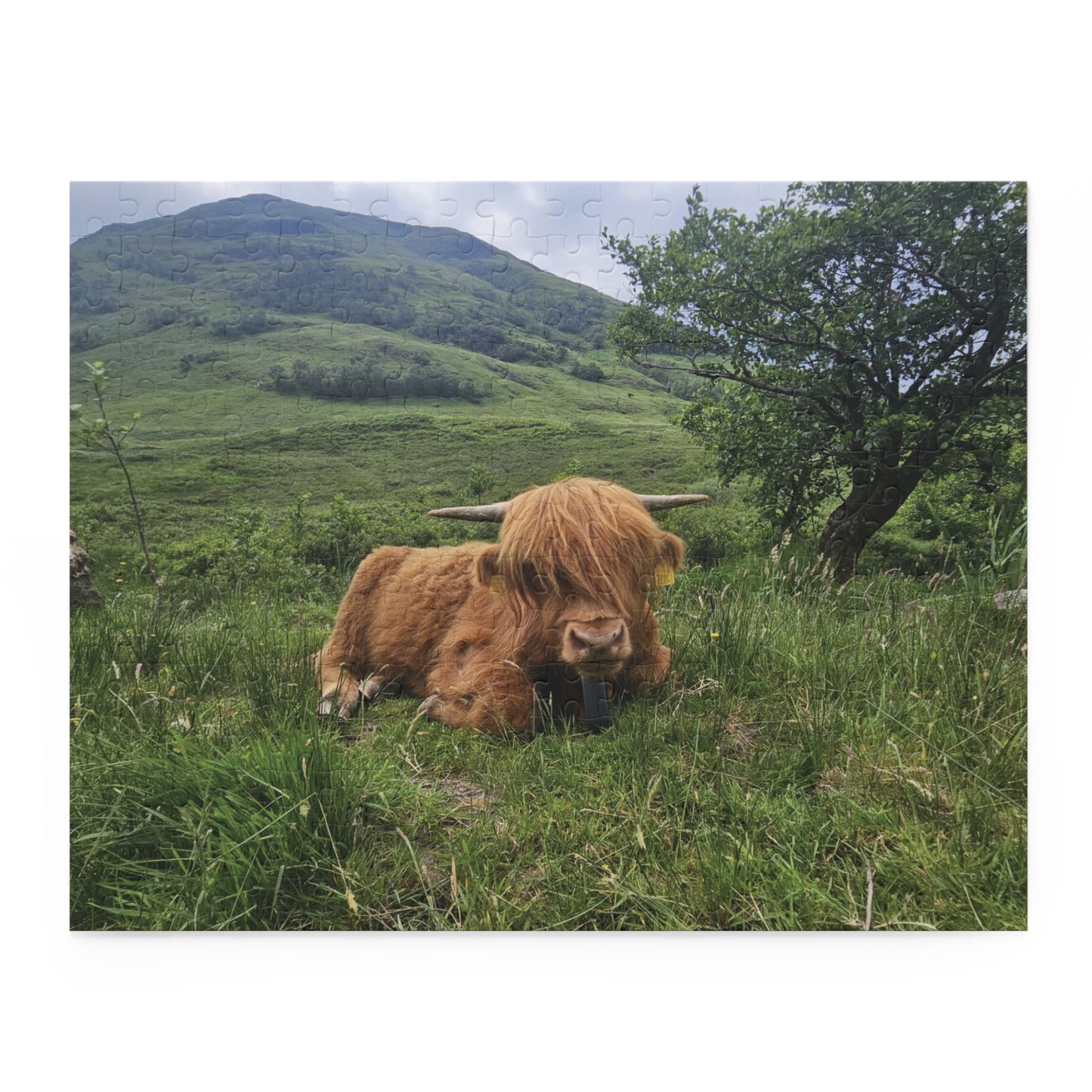Highland Cow Puzzle, Scenic Jigsaw for Animal Lovers, Home Decor Gift, Relaxing Hobby, Unique Collectible