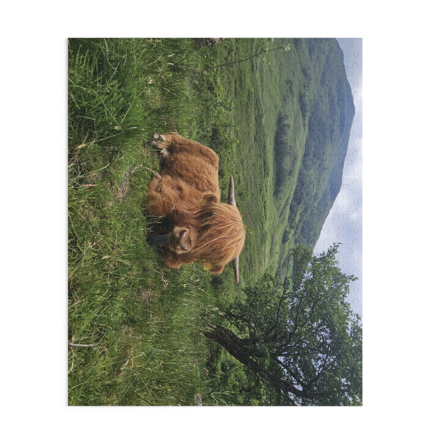 Highland Cow Puzzle, Scenic Jigsaw for Animal Lovers, Home Decor Gift, Relaxing Hobby, Unique Collectible