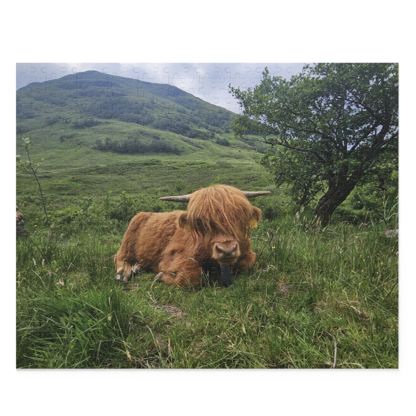 Highland Cow Puzzle, Scenic Jigsaw for Animal Lovers, Home Decor Gift, Relaxing Hobby, Unique Collectible