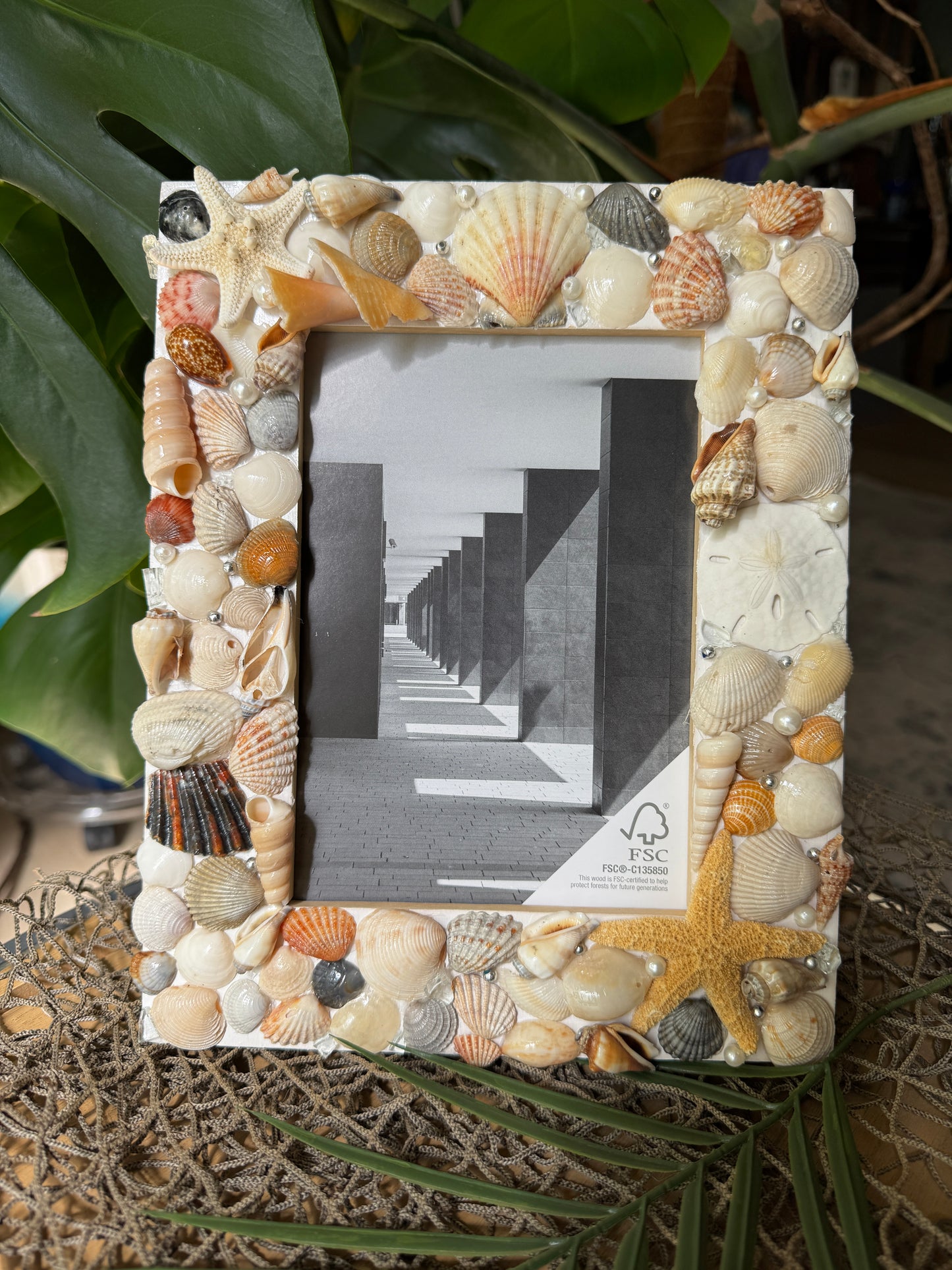 Starfish Shell Frame