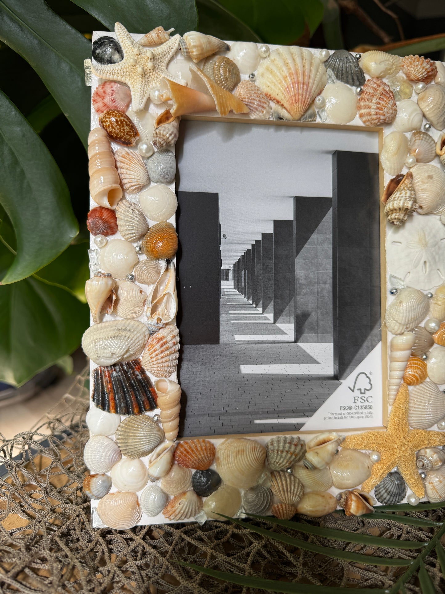 Starfish Shell Frame